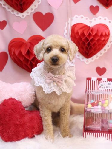 20240228マロンくん